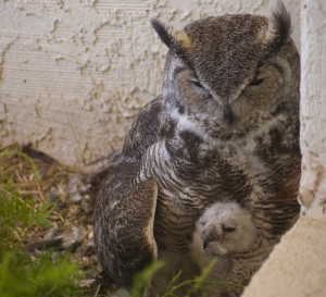 Great-Horned Owl Mom and Chick waiting for Dad to Return