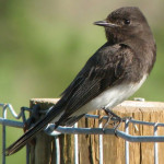 Black Phoebe by Jack Wolf