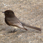 Black Phoebe by Linda Tanner