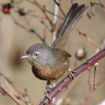 Wrentit Photo by the Oregon Dept. of Fish and Wildlife