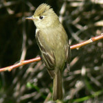 Pacific-Slope Flycatcher by Linda Tanner