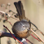 Wrentit Photo by the Oregon Dept. of Fish and Wildlife