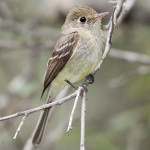 Pacific-Slope Flycatcher by Bill Bouton