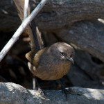 Wrentit Photo by Jerry Kirkhart