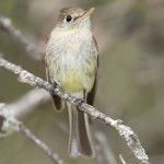 Pacific-Slope Flycatcher by Bill Bouton